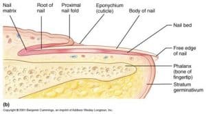 médecin spécialiste du champignon d'ongle d'orteil